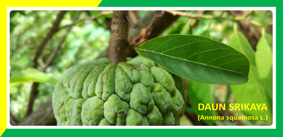 5 Khasiat Daun Srikaya untuk Kesehatan